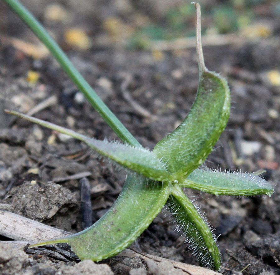 Изображение особи Nigella ciliaris.