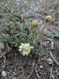 Cephalaria uralensis