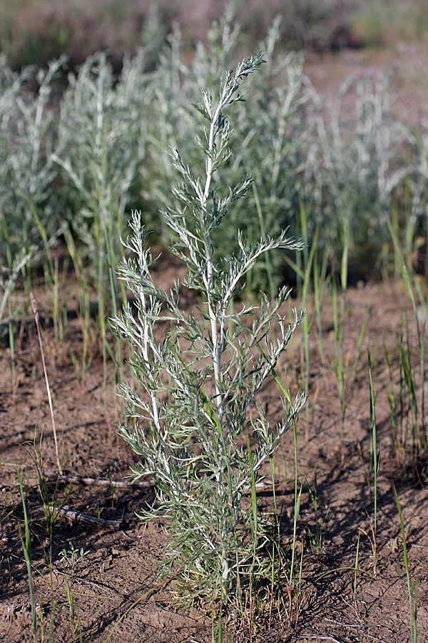Image of genus Artemisia specimen.