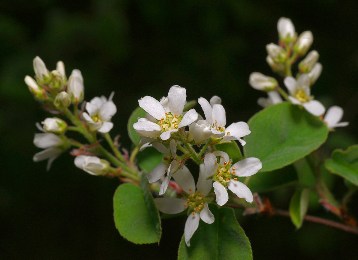 Изображение особи Amelanchier spicata.