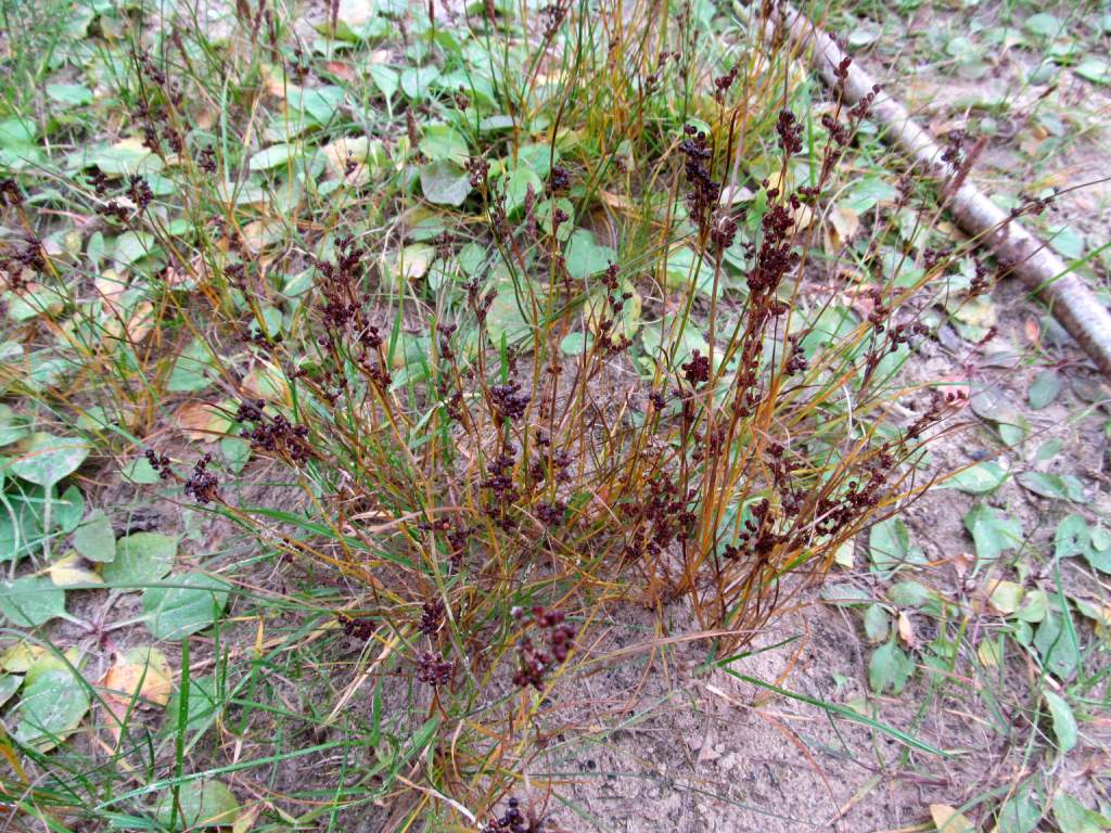 Изображение особи Juncus compressus.