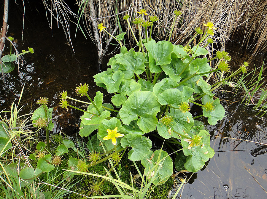 Image of Caltha palustris specimen.