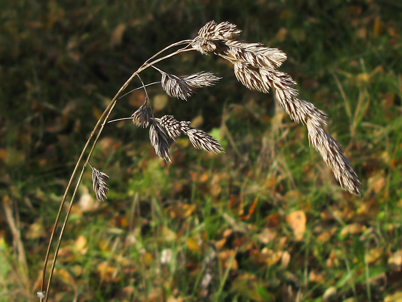 Изображение особи Dactylis glomerata.