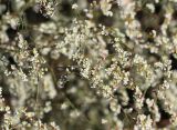 Polygonum pulchellum. Соцветия. Ейский полуостров, урочище Выселки. 01.11.2013.