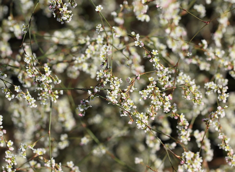 Image of Polygonum pulchellum specimen.