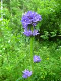 Campanula cervicaria. Верхняя часть цветущего растения. Томская обл., окр. г. Томск, луг. 06.07.2008.