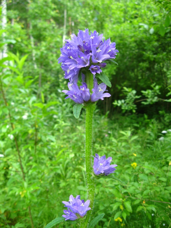 Изображение особи Campanula cervicaria.