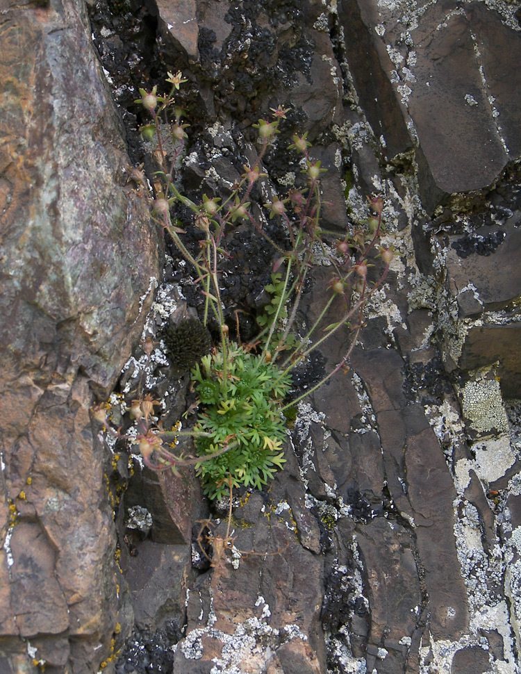 Image of Saxifraga verticillata specimen.