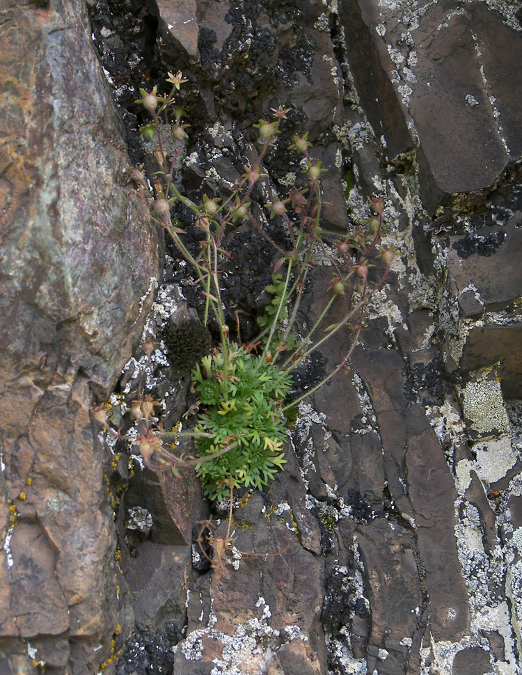 Изображение особи Saxifraga verticillata.