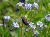 Myosotis arvensis