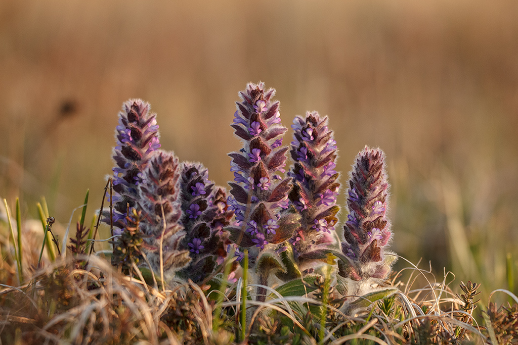 Image of Ajuga orientalis specimen.