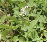 Rubus canescens