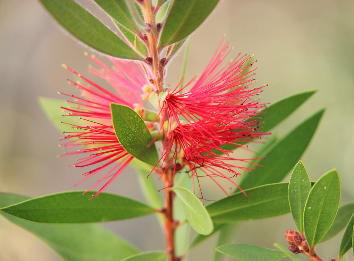 Image of Callistemon citrinus specimen.