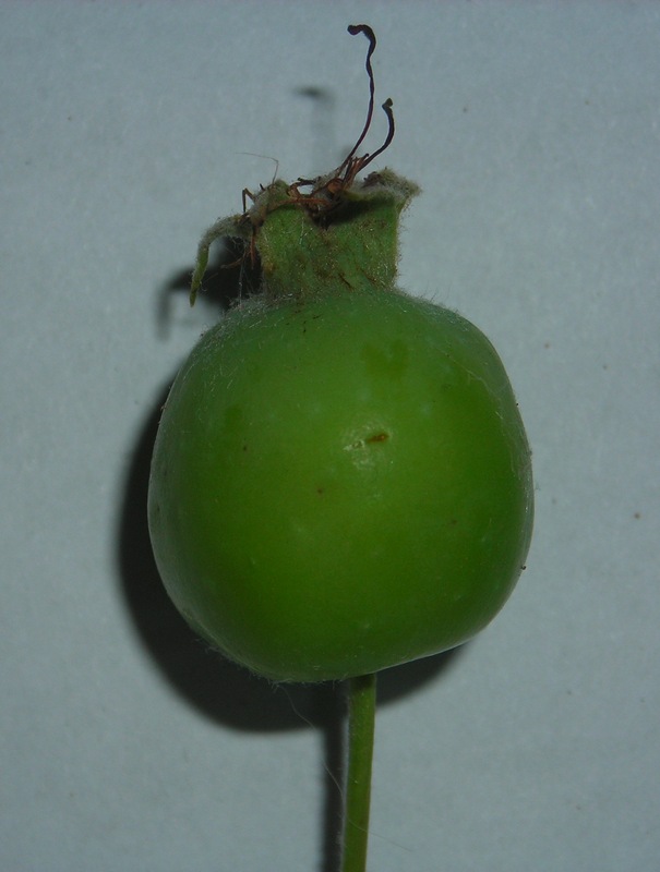 Image of Malus prunifolia specimen.