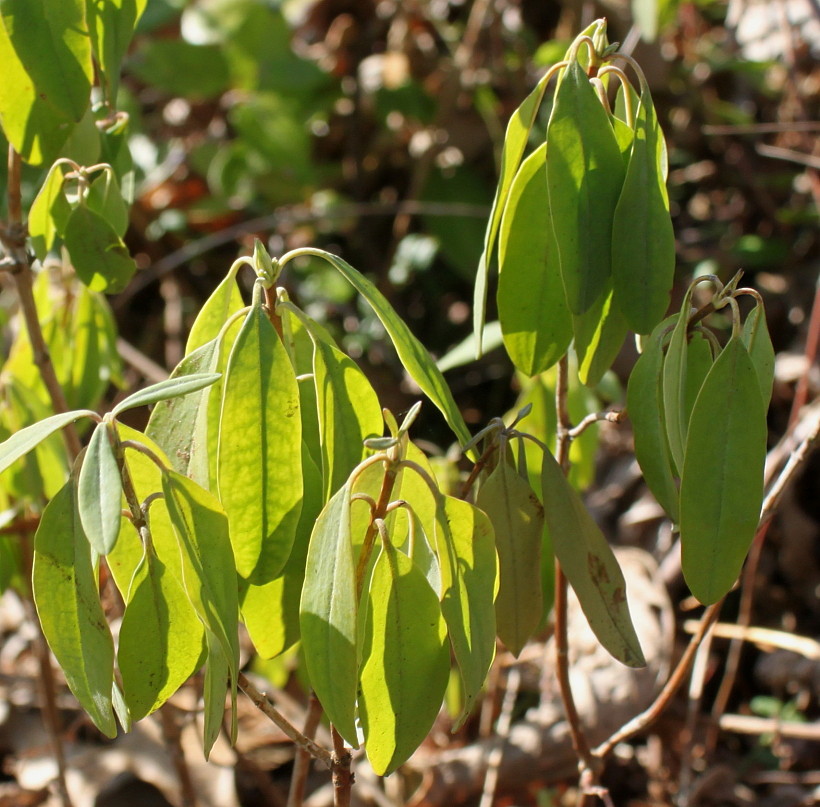 Image of Kalmia angustifolia specimen.