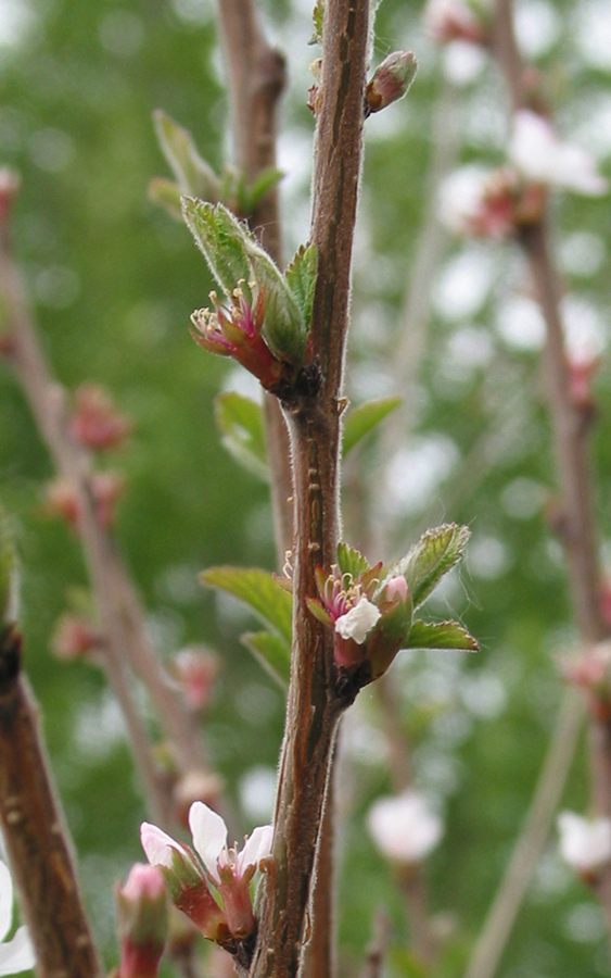 Image of Cerasus tomentosa specimen.