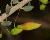 Eremophila laanii