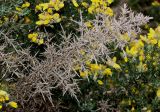 Ulex europaeus. Высохшая ветвь. Германия, г. Дюссельдорф, Ботанический сад университета. 28.04.2014.
