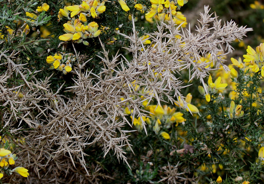 Изображение особи Ulex europaeus.