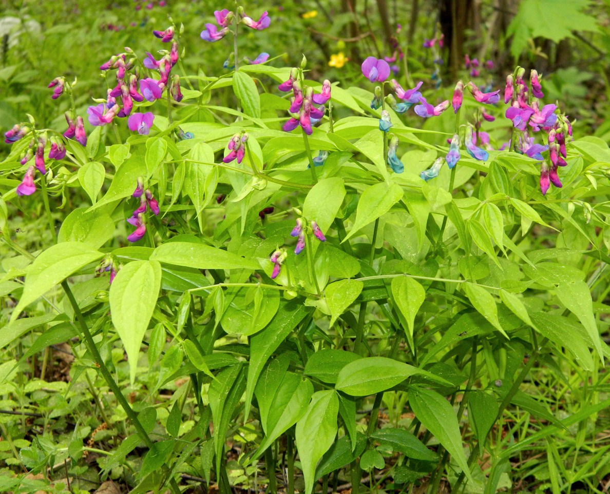 Изображение особи Lathyrus vernus.