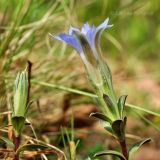 Gentiana zollingeri