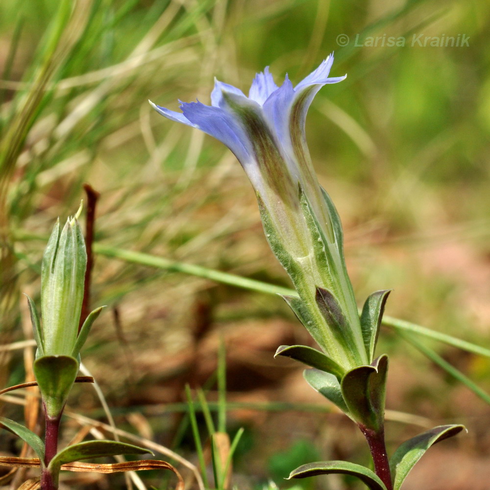 Изображение особи Gentiana zollingeri.