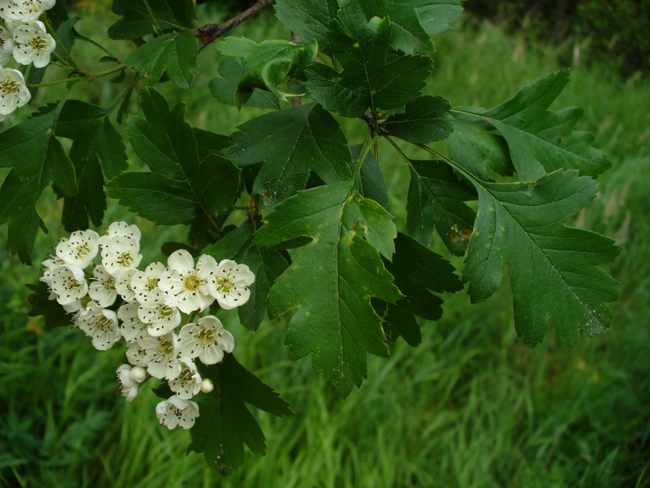 Изображение особи род Crataegus.