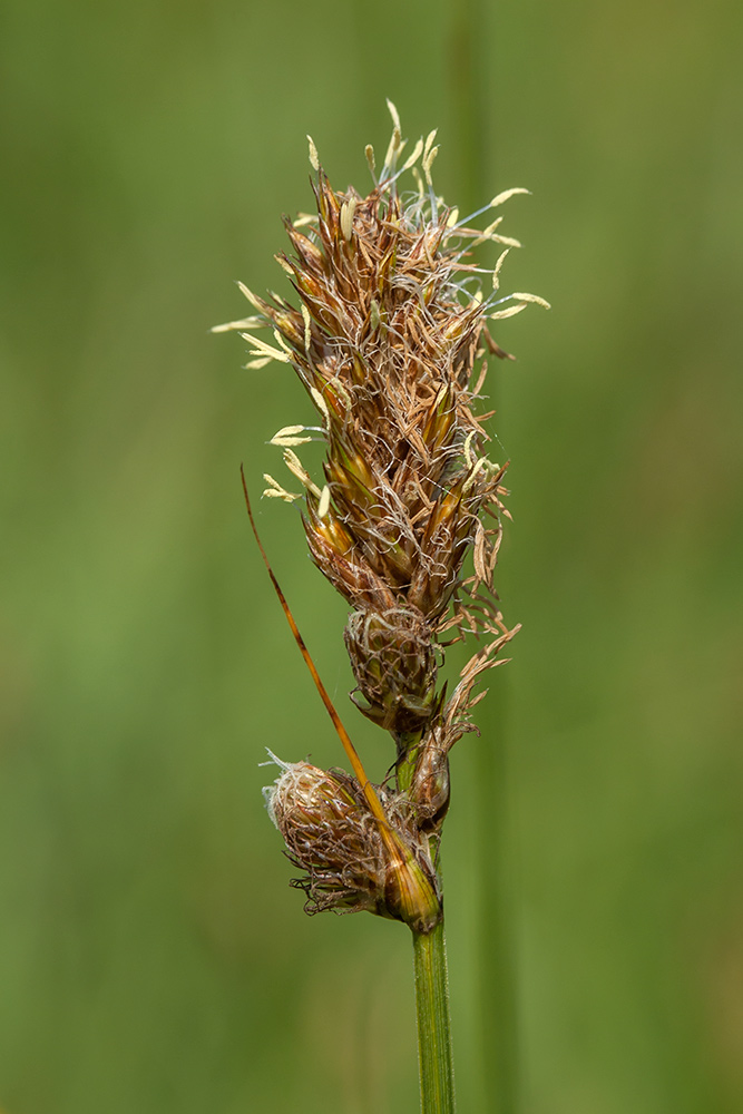 Изображение особи Carex disticha.