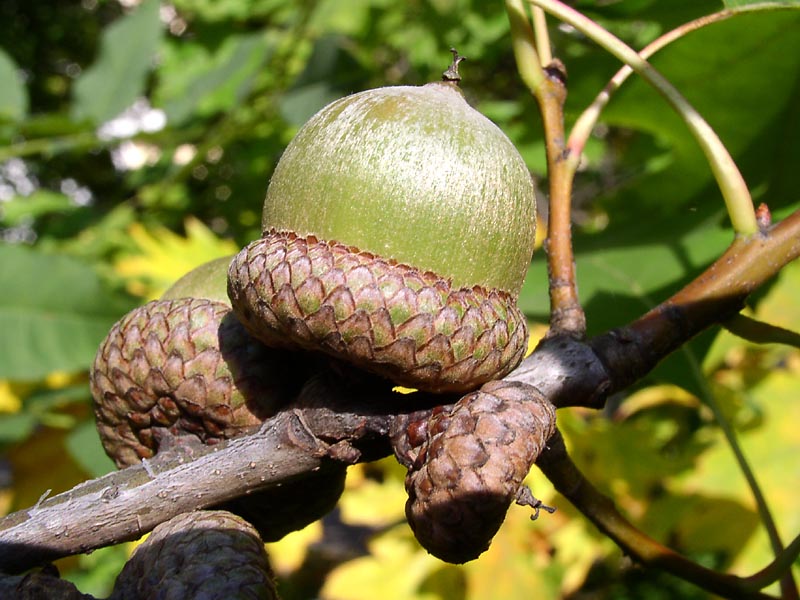 Image of Quercus rubra specimen.
