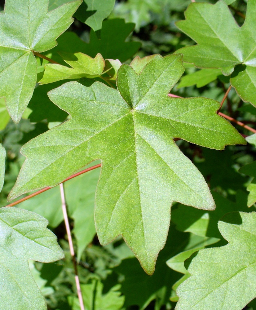 Image of Acer campestre specimen.