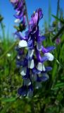 Vicia villosa