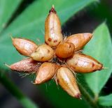 Dorycnium graecum
