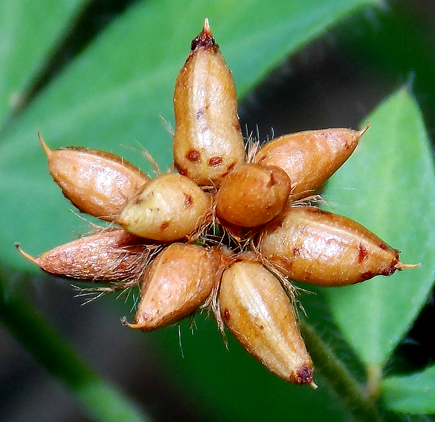 Image of Dorycnium graecum specimen.