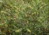 Sarcopoterium spinosum. Часть плодоносящего растения. Греция, п-ов Пелопоннес, окр. г. Катаколо. 22.04.2014.