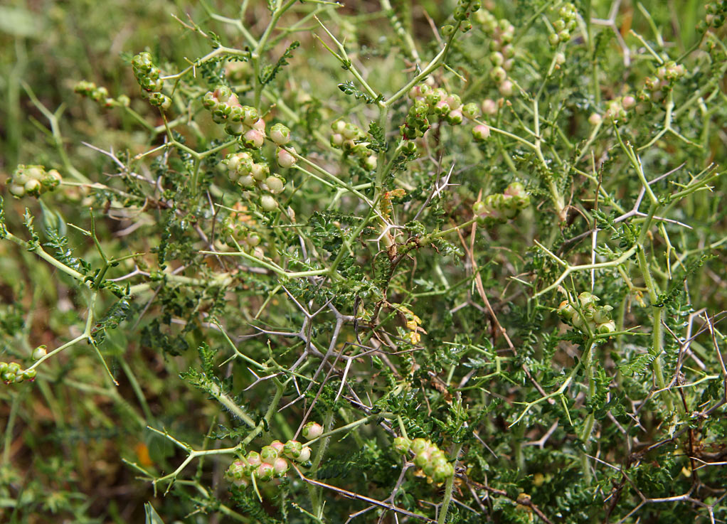 Image of Sarcopoterium spinosum specimen.