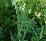 Sonchus arvensis ssp. uliginosus