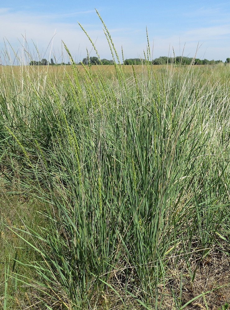 Изображение особи Leymus paboanus.