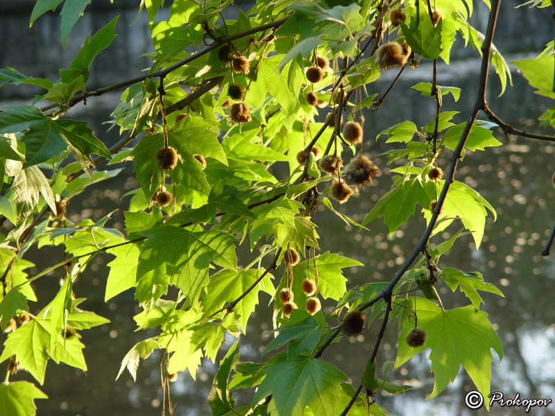 Image of Platanus &times; acerifolia specimen.