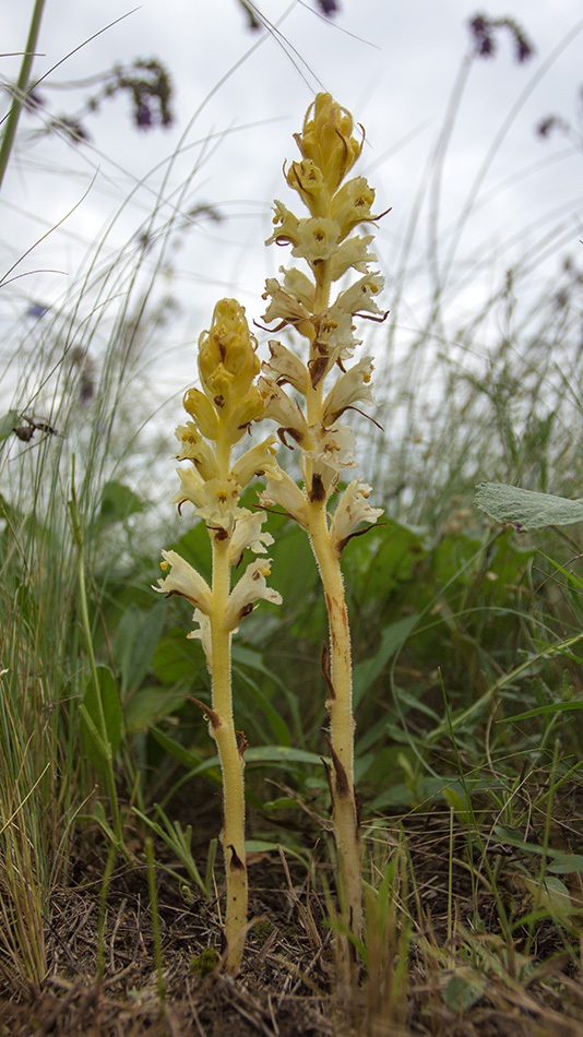 Image of Orobanche alba f. lutescens specimen.