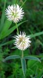 Trifolium montanum