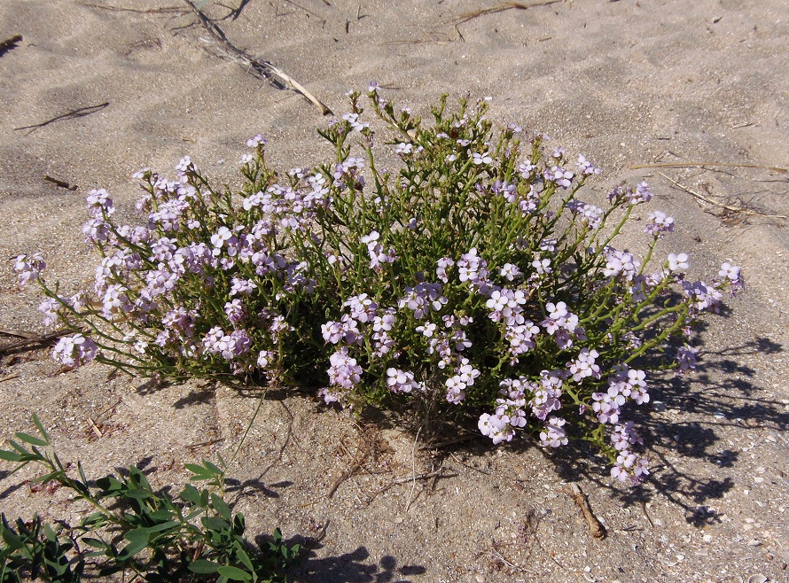 Image of Cakile euxina specimen.