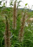 Phleum pratense. Соцветия расы с фиолетово-пурпуровыми пыльниками. Красноярский край, Каратузский р-н, урочище Сибирячка, берег р.Тайгиш, низкая пойма. 28.07.2014.