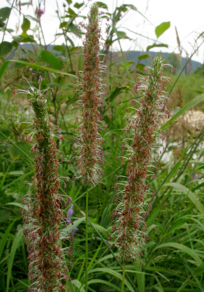 Image of Phleum pratense specimen.