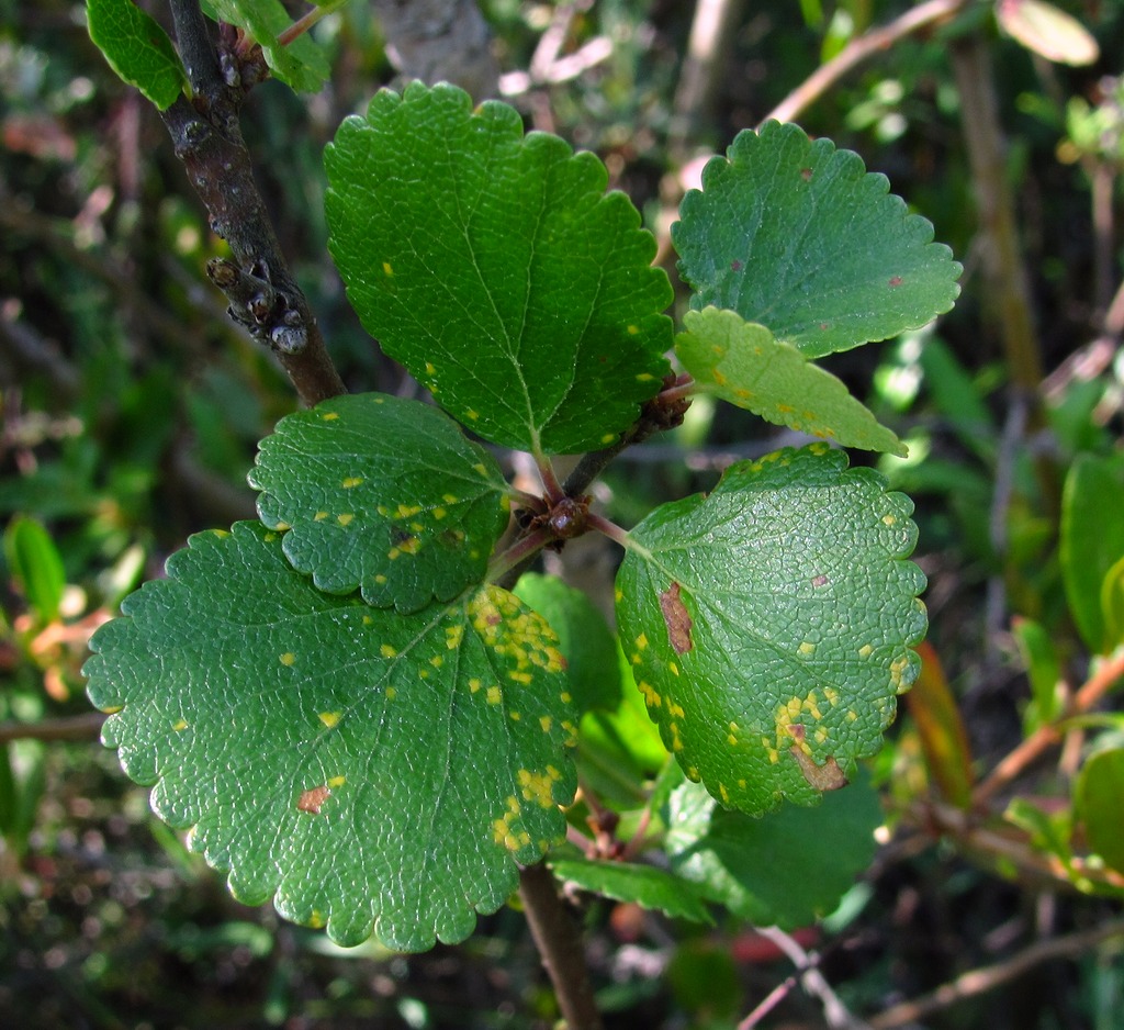 Image of Betula nana specimen.