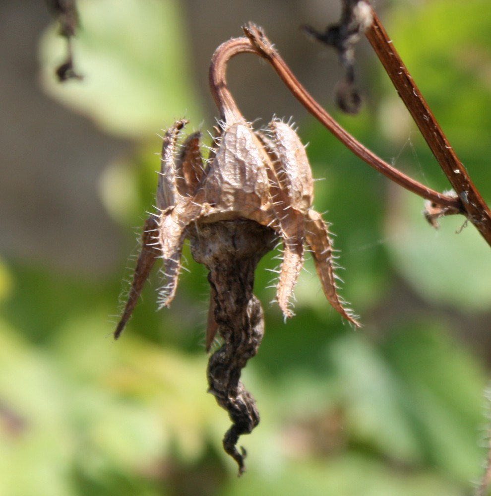 Image of Campanula longistyla specimen.