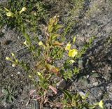 Oenothera biennis