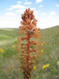 Eremurus fuscus × E. regelii