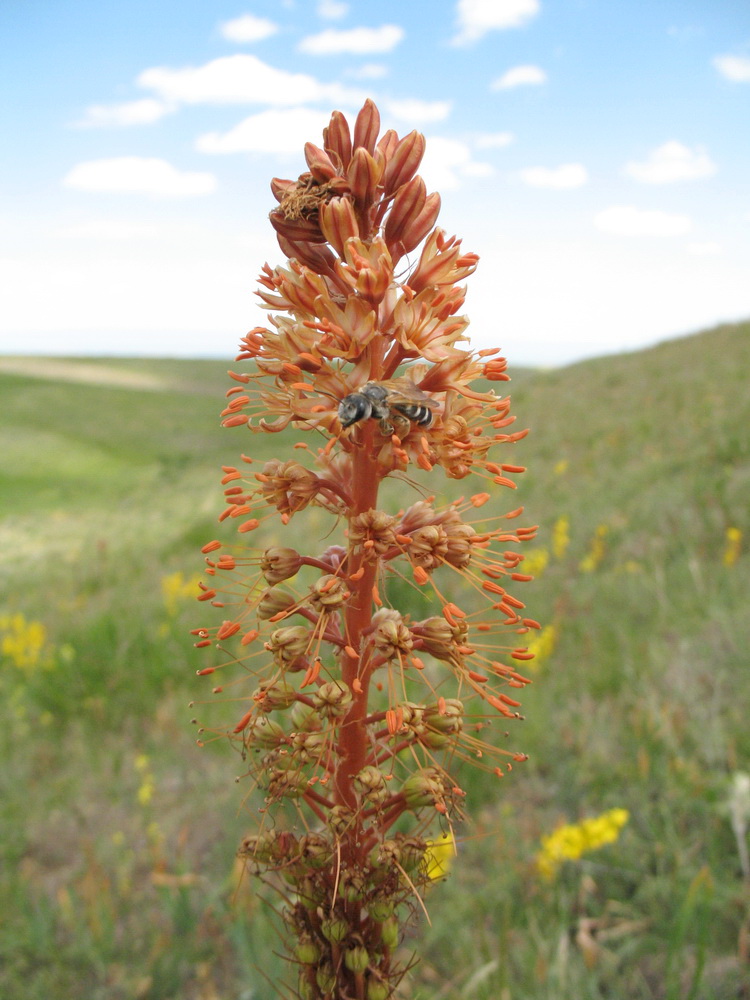 Изображение особи род Eremurus.