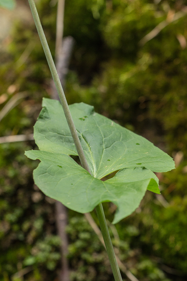 Изображение особи Valeriana alliariifolia.