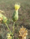 Centaurea salonitana